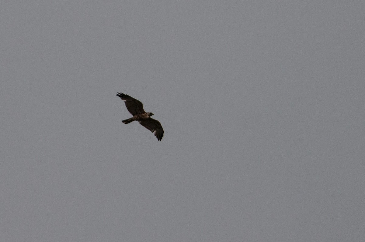 Variable Hawk - ML133598181