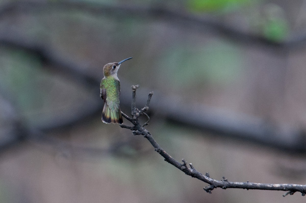 Colibrí de Tumbes - ML133598281