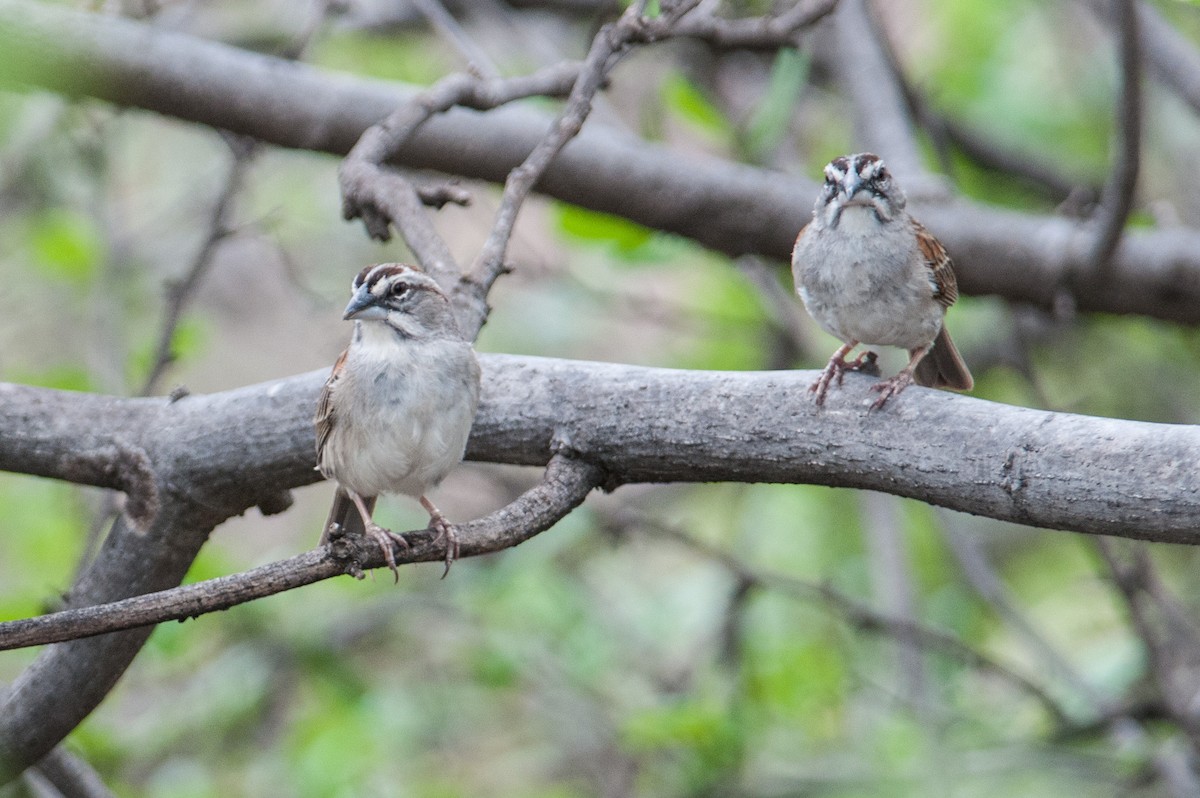 Tumbes Sparrow - ML133598341