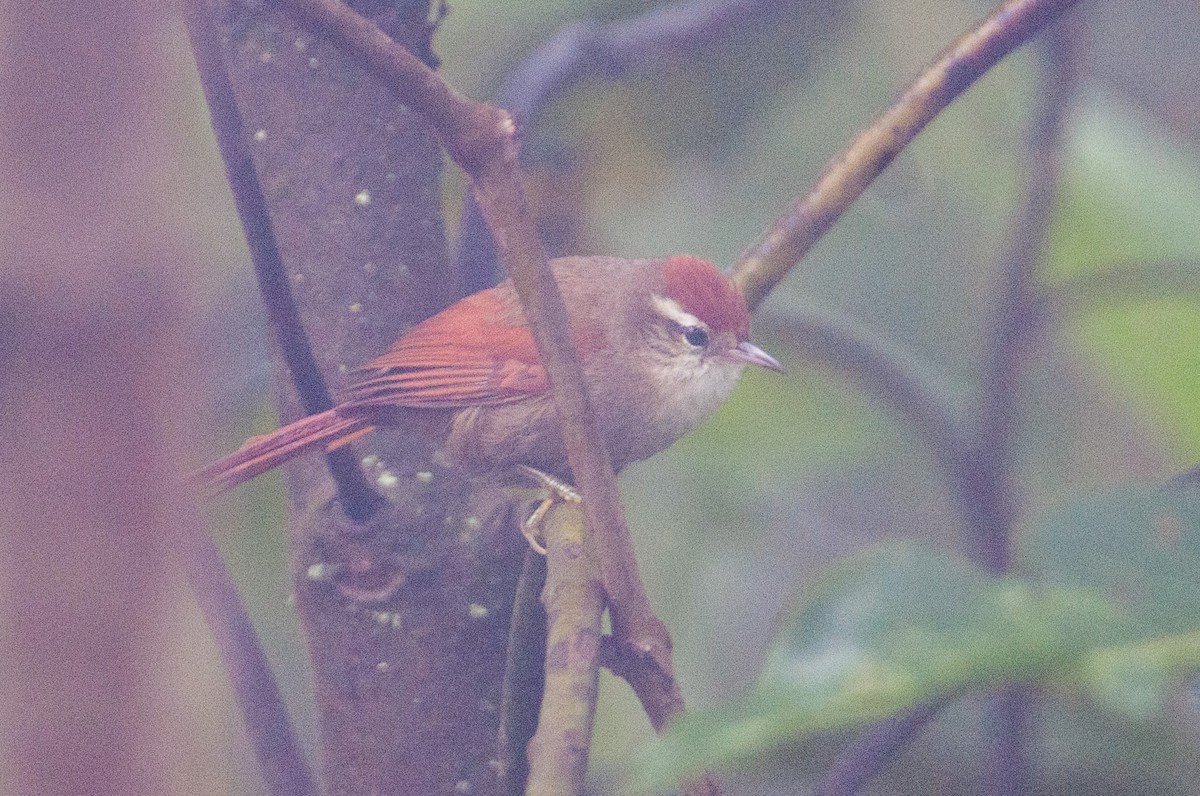 Line-cheeked Spinetail (Line-cheeked) - ML133598561