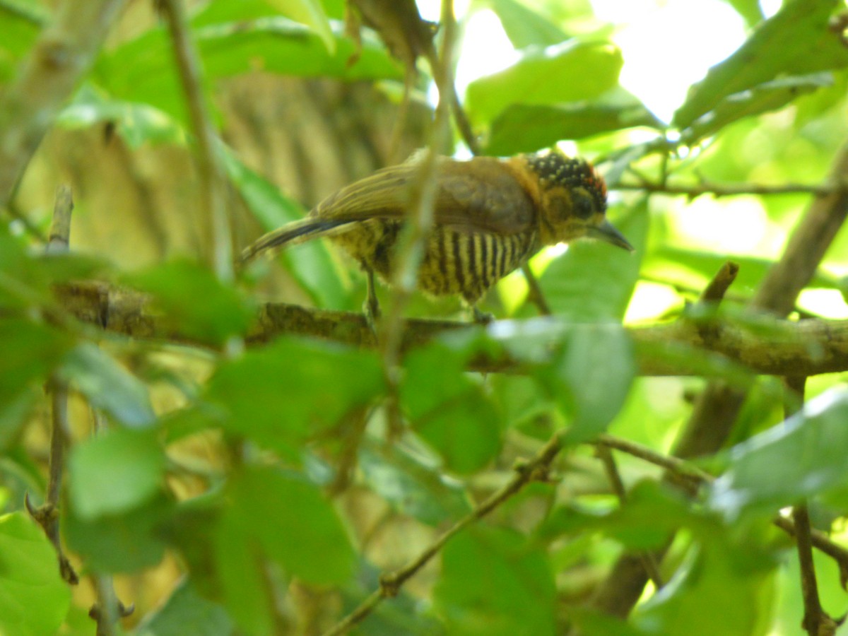 Ochre-collared Piculet - Deanna MacPhail