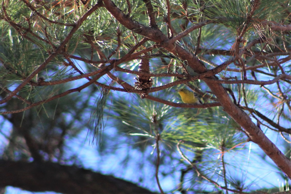 Pine Warbler - ML133603811