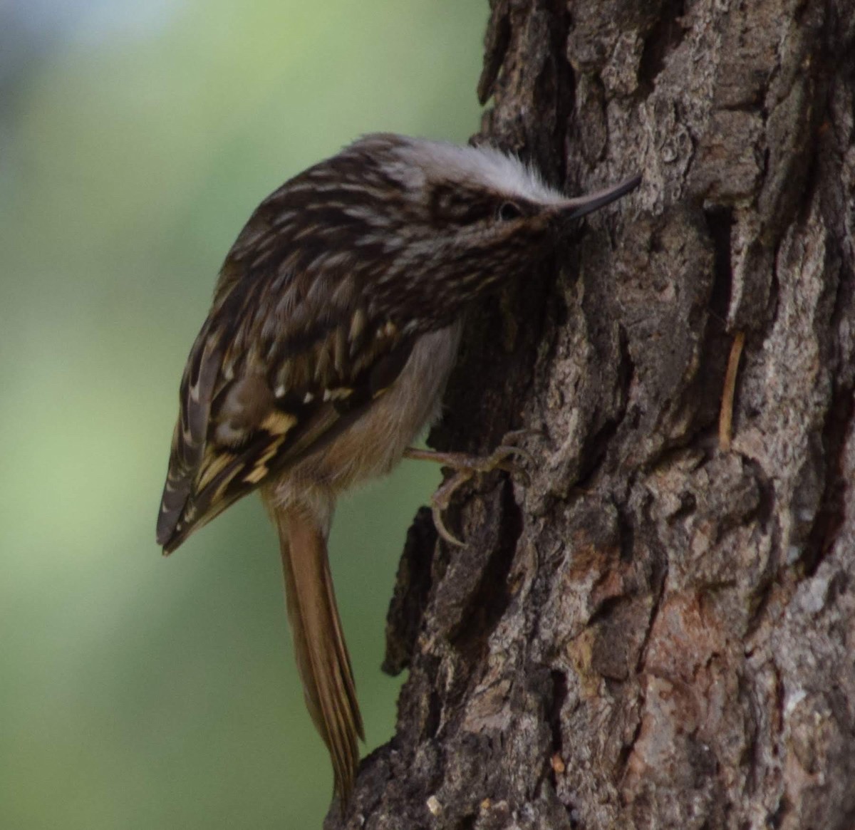 Short-toed Treecreeper - Annette Teng