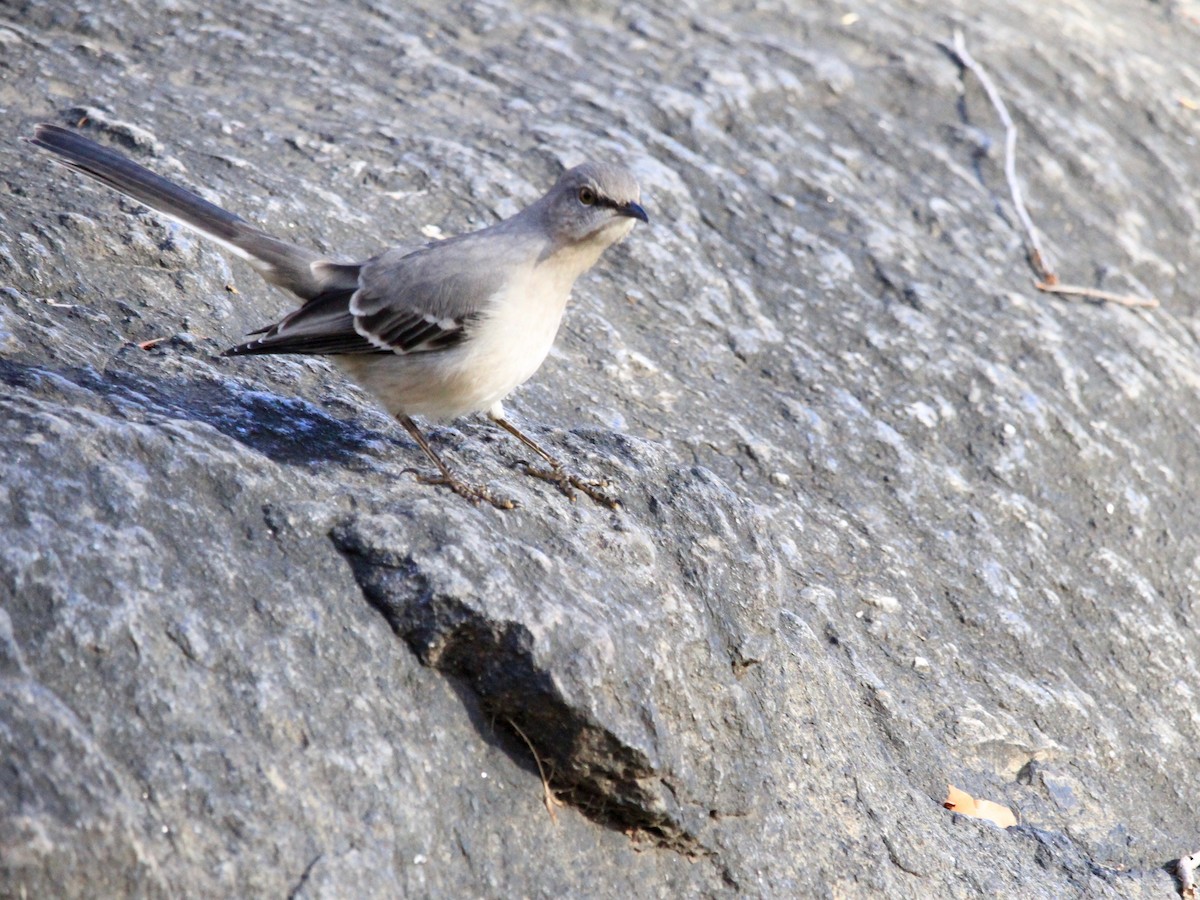 Northern Mockingbird - Loyan Beausoleil