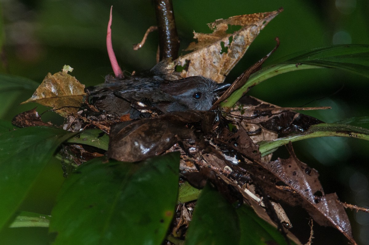 Ash-throated Gnateater - Stephen Davies