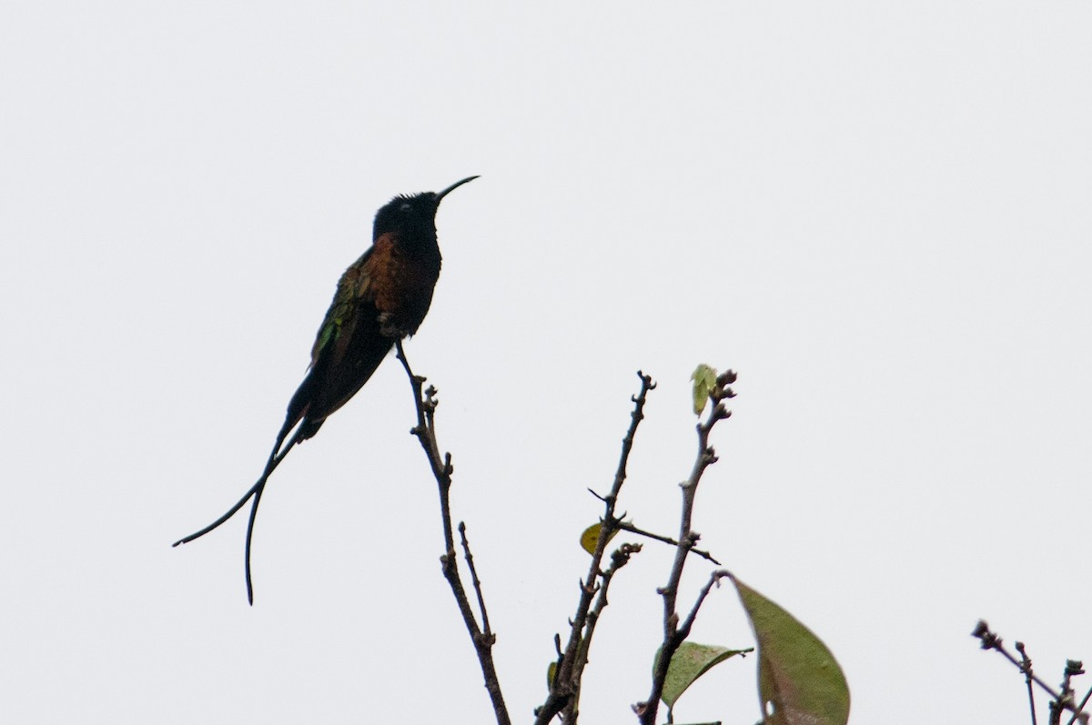 kolibřík zelenokostřečný - ML133607531