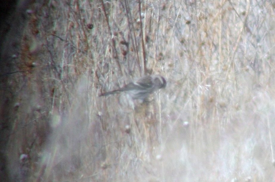 Common Redpoll - ML133610891