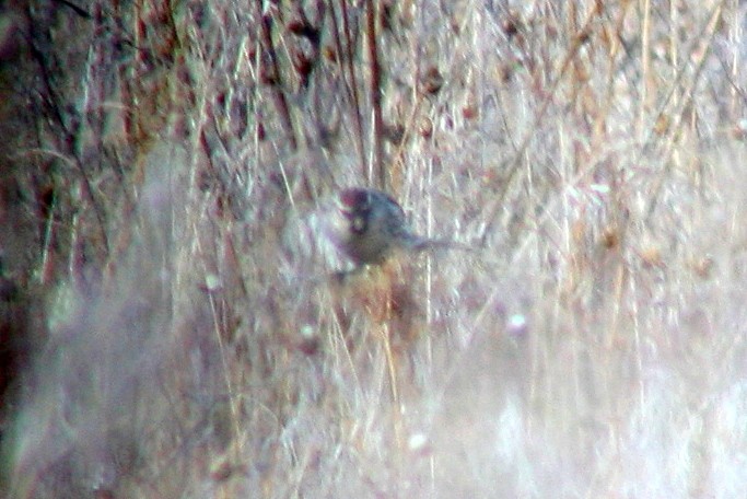 Common Redpoll - ML133610931