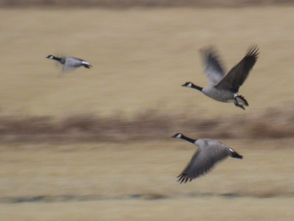 Cackling Goose (minima) - Stephen Davies