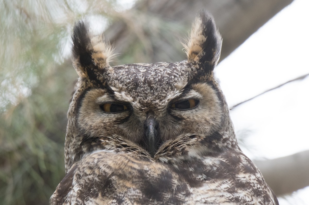 Great Horned Owl - ML133611601