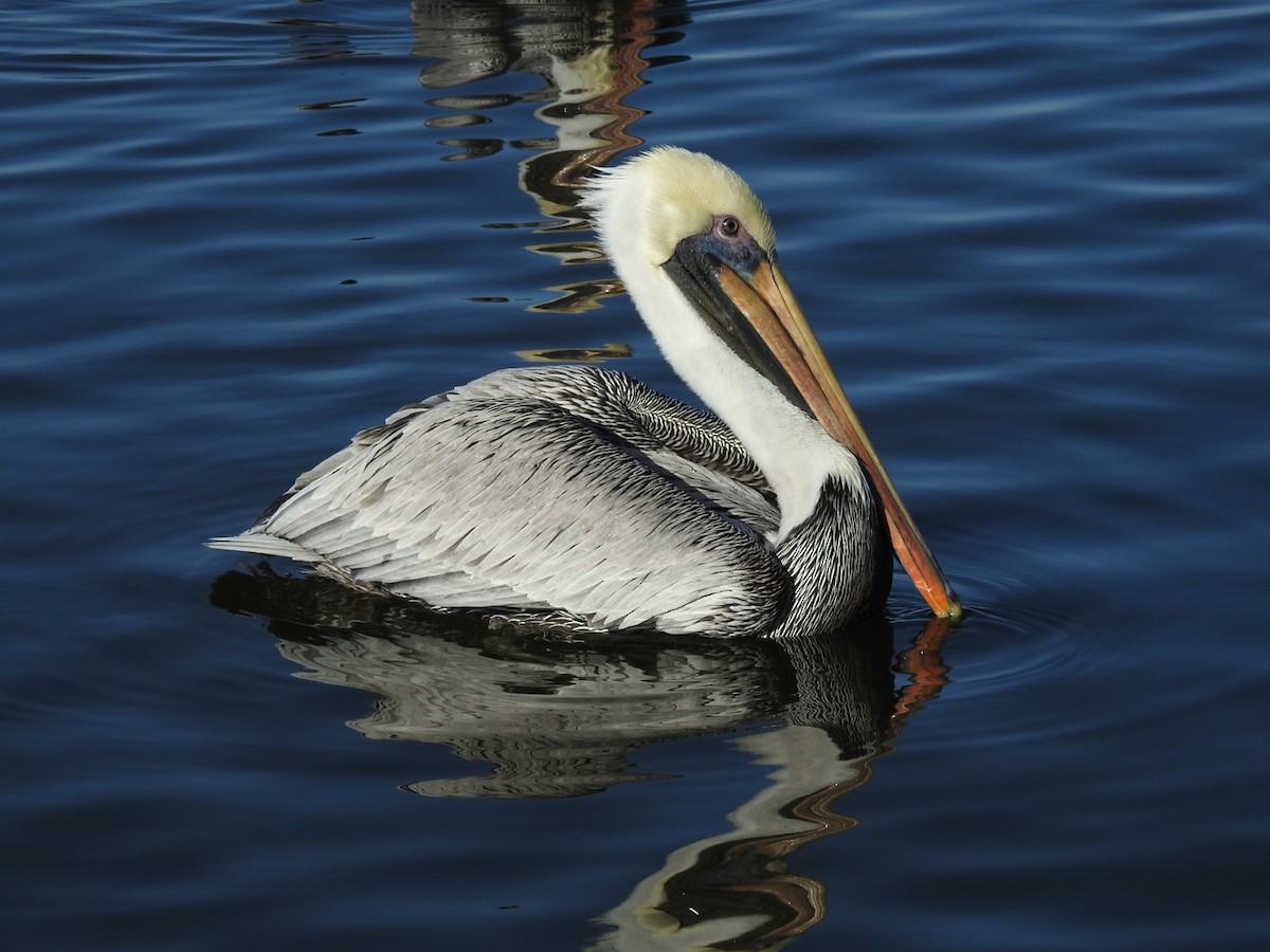 Brown Pelican - Daniel Beechy