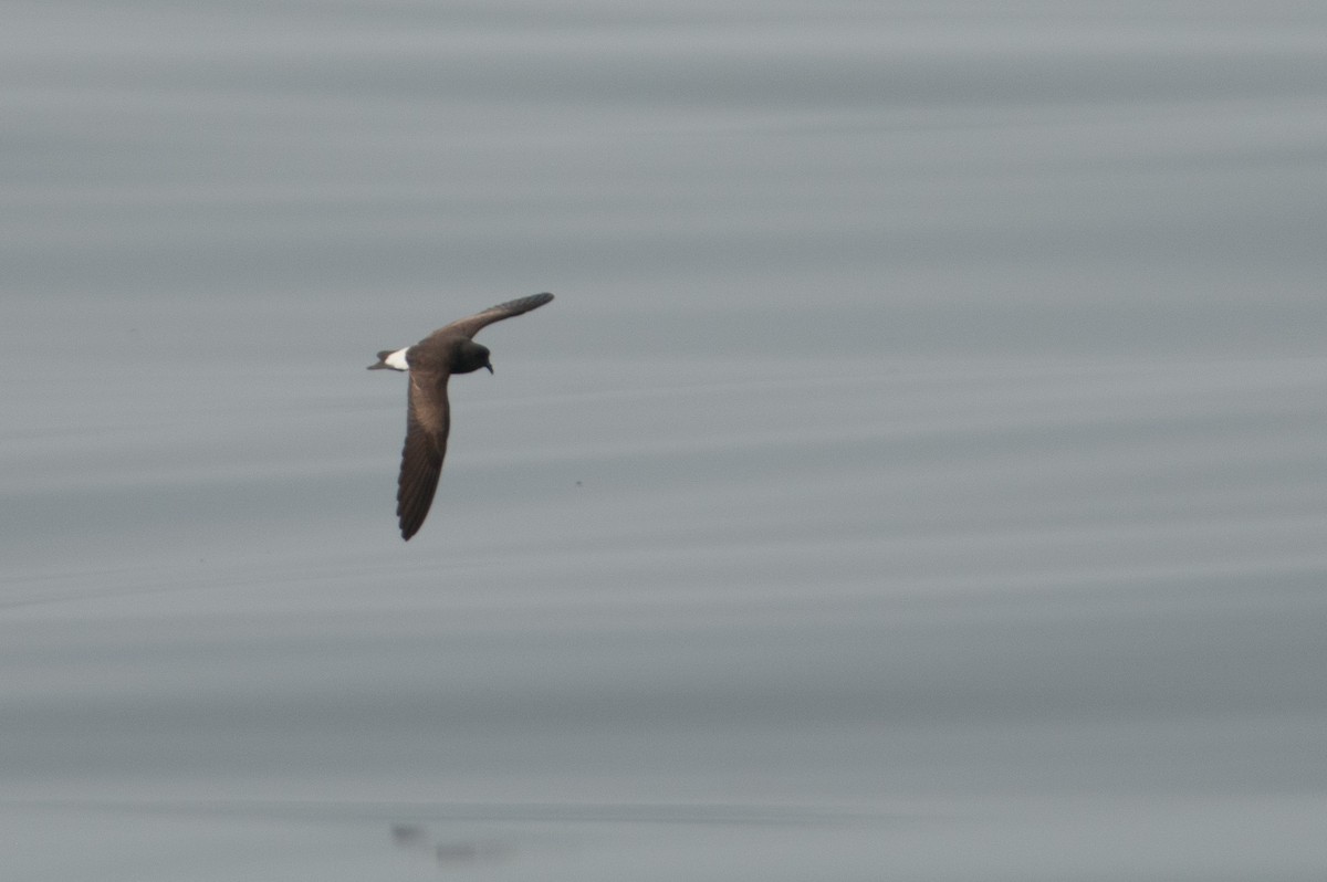 Wedge-rumped Storm-Petrel - ML133612221