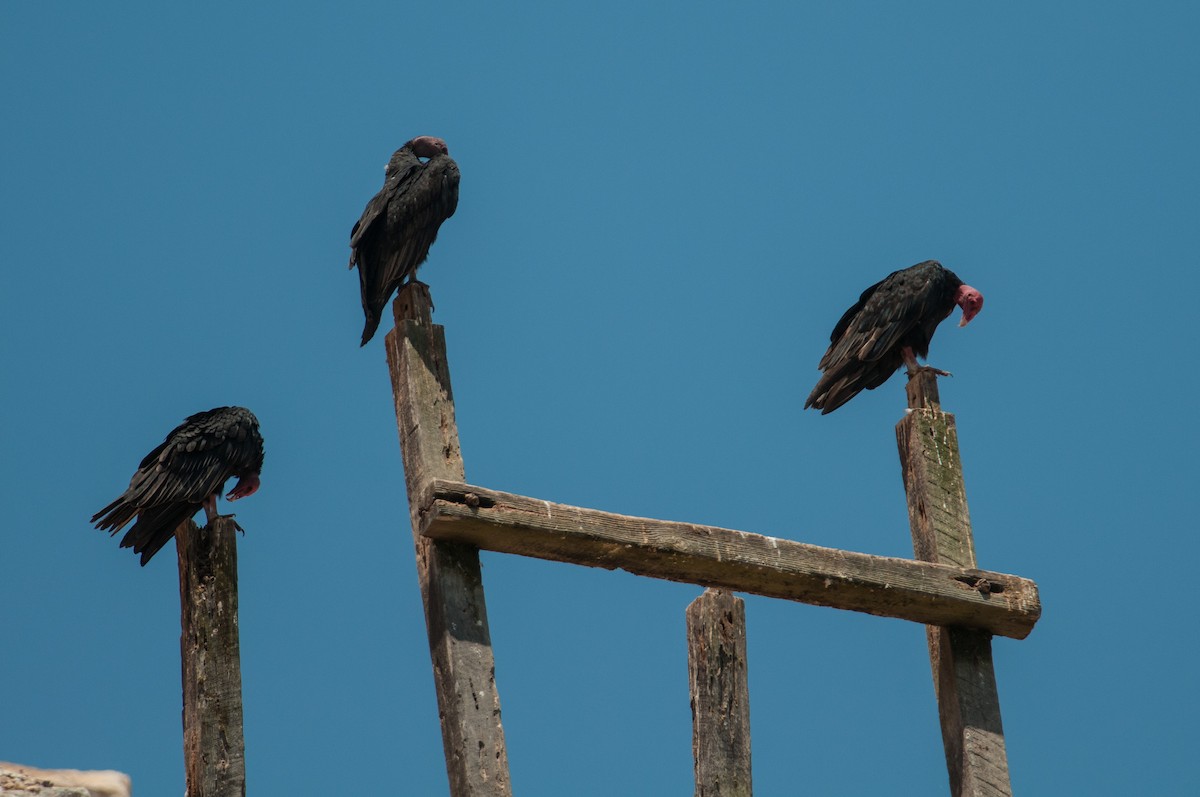 Turkey Vulture - ML133612781