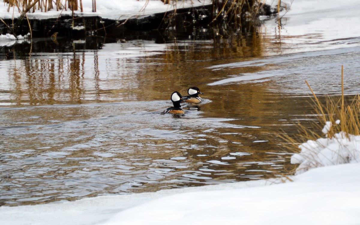 Hooded Merganser - Madalynn Connor