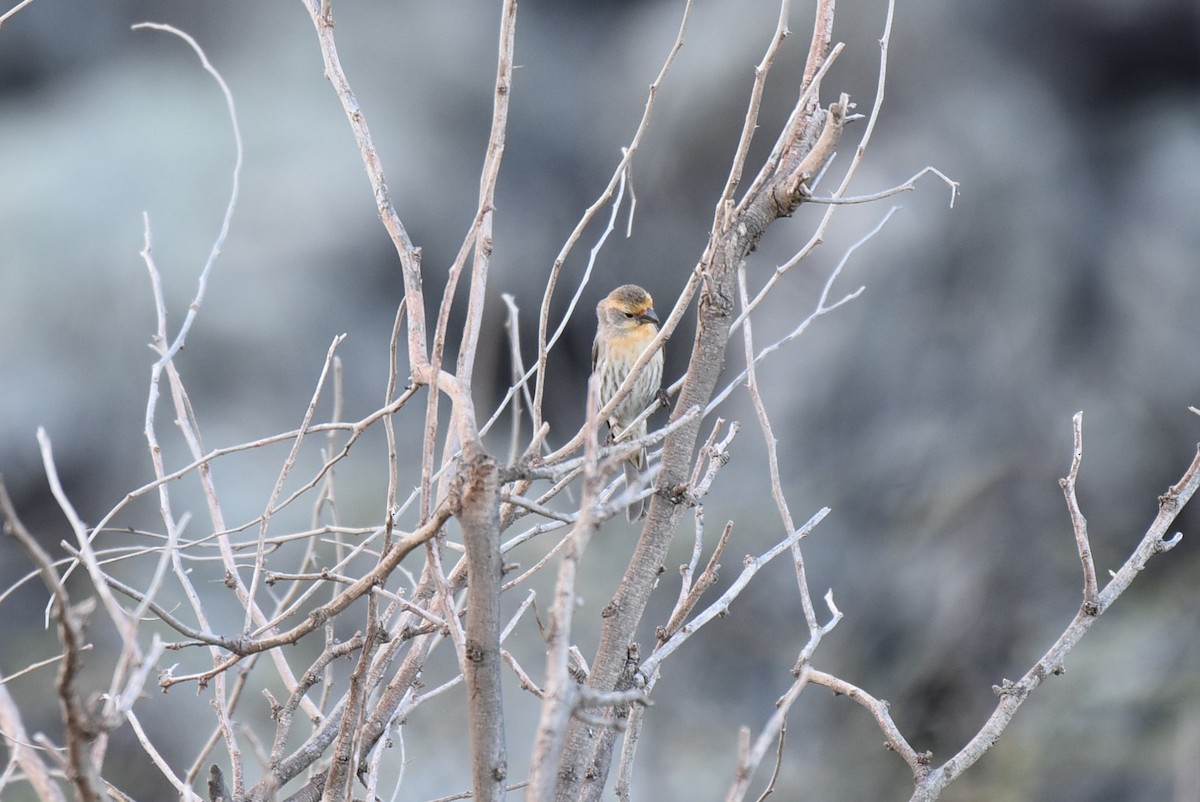 House Finch - ML133614331