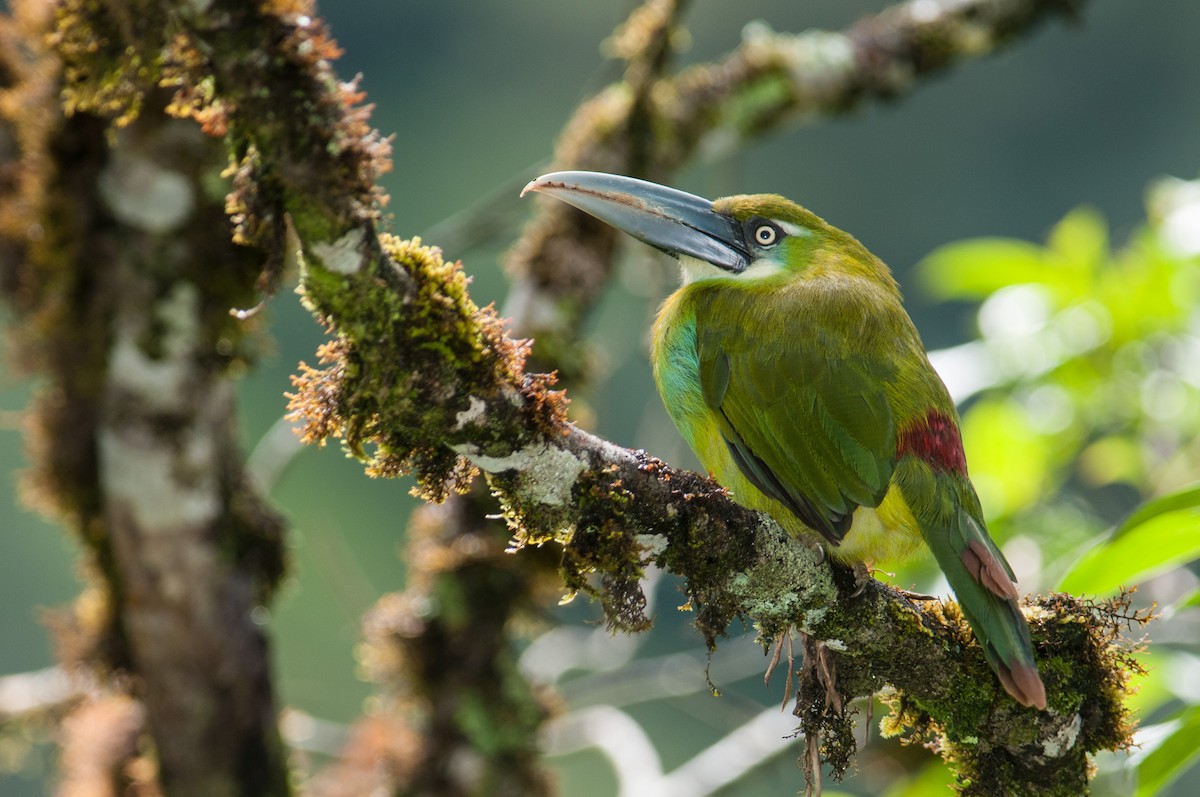 Blue-banded Toucanet - ML133614671