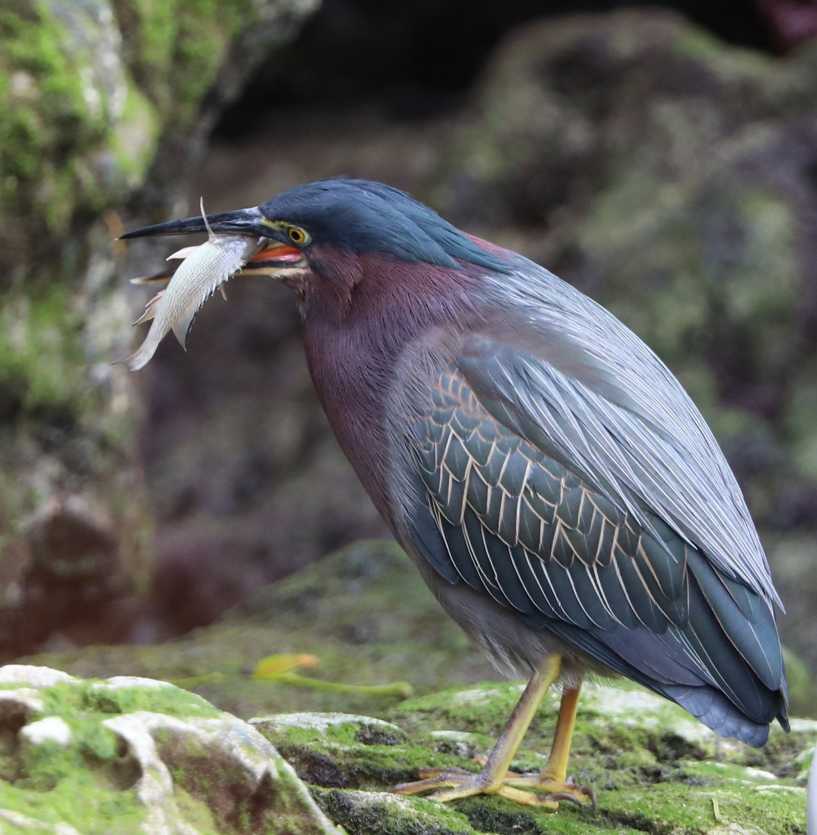 Green Heron - ML133615431