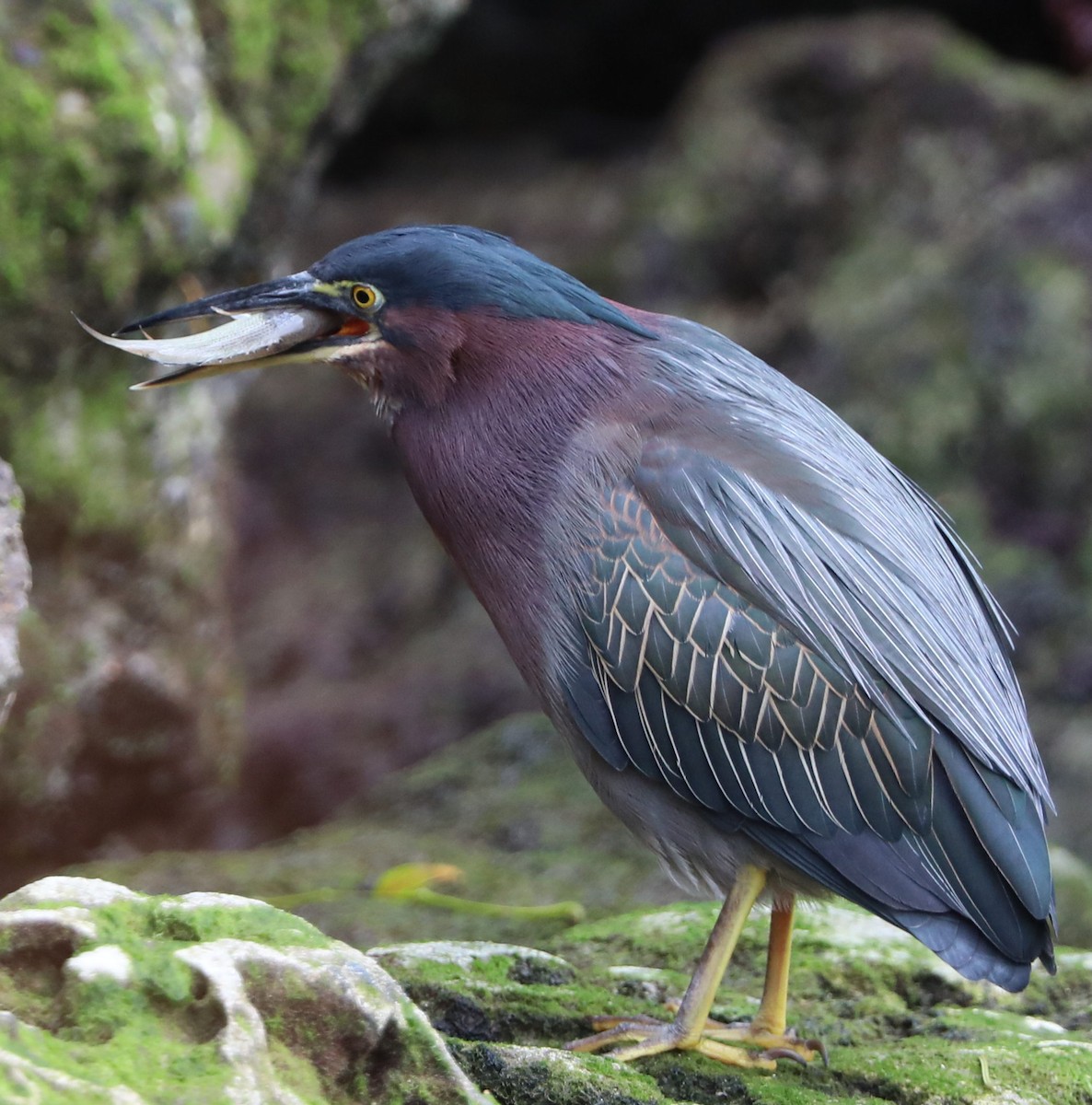 Green Heron - ML133615461