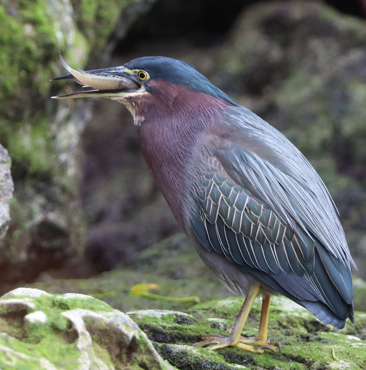 Green Heron - ML133615481