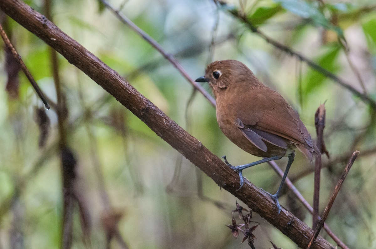 Junin Antpitta - ML133616271