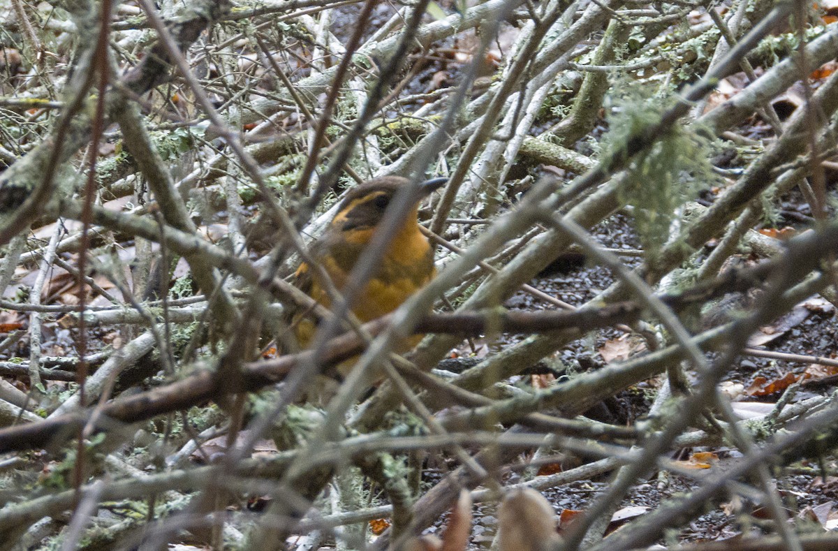 Varied Thrush - ML133617301