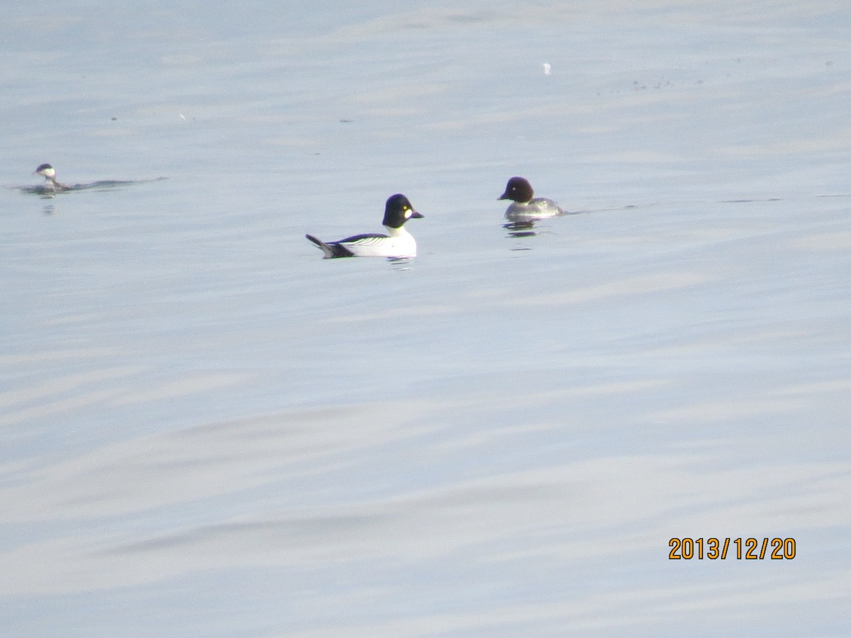 Common Goldeneye - ML133617381