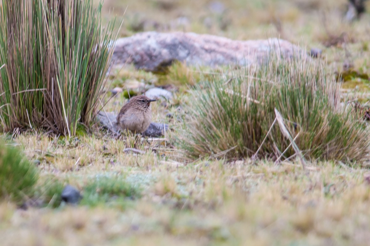 Streak-throated Canastero - Stephen Davies