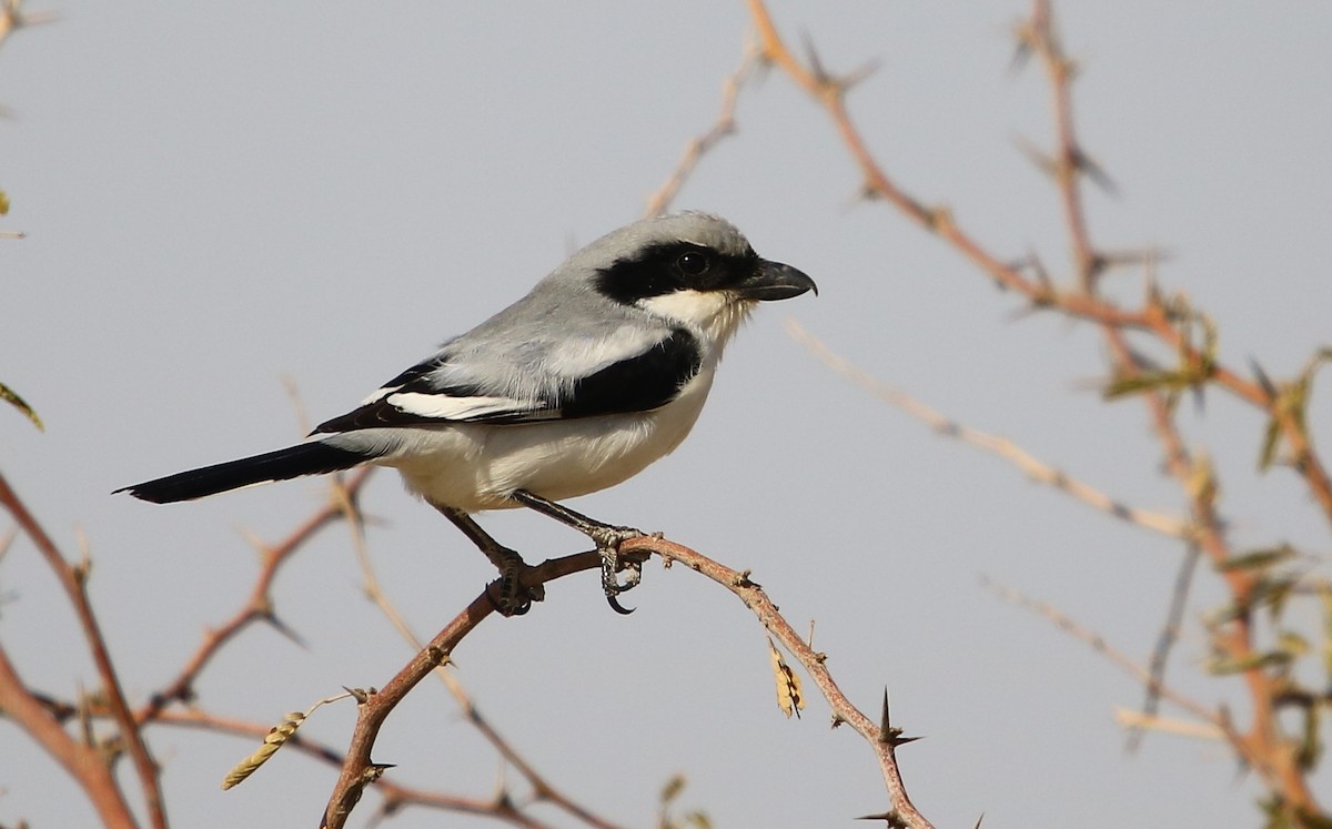 Great Gray Shrike (Indian) - Bhaarat Vyas