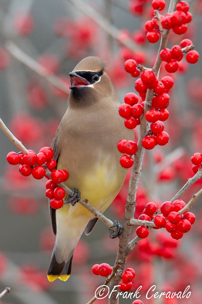 Cedar Waxwing - Frank Ceravalo