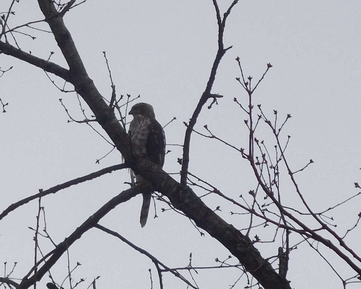 Cooper's Hawk - ML133621381