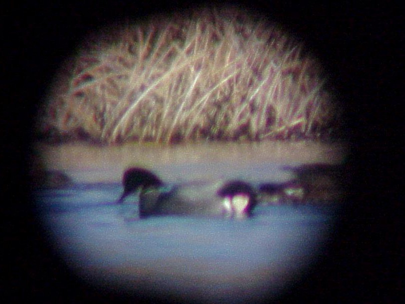 Falcated Duck - ML133622801