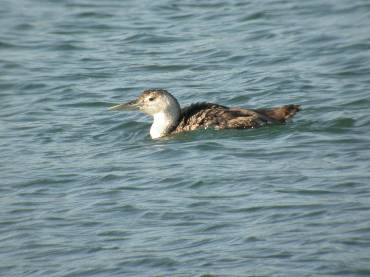 Yellow-billed Loon - ML133623871