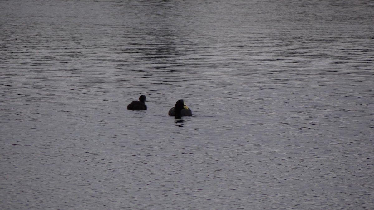 Red-gartered Coot - ML133624571