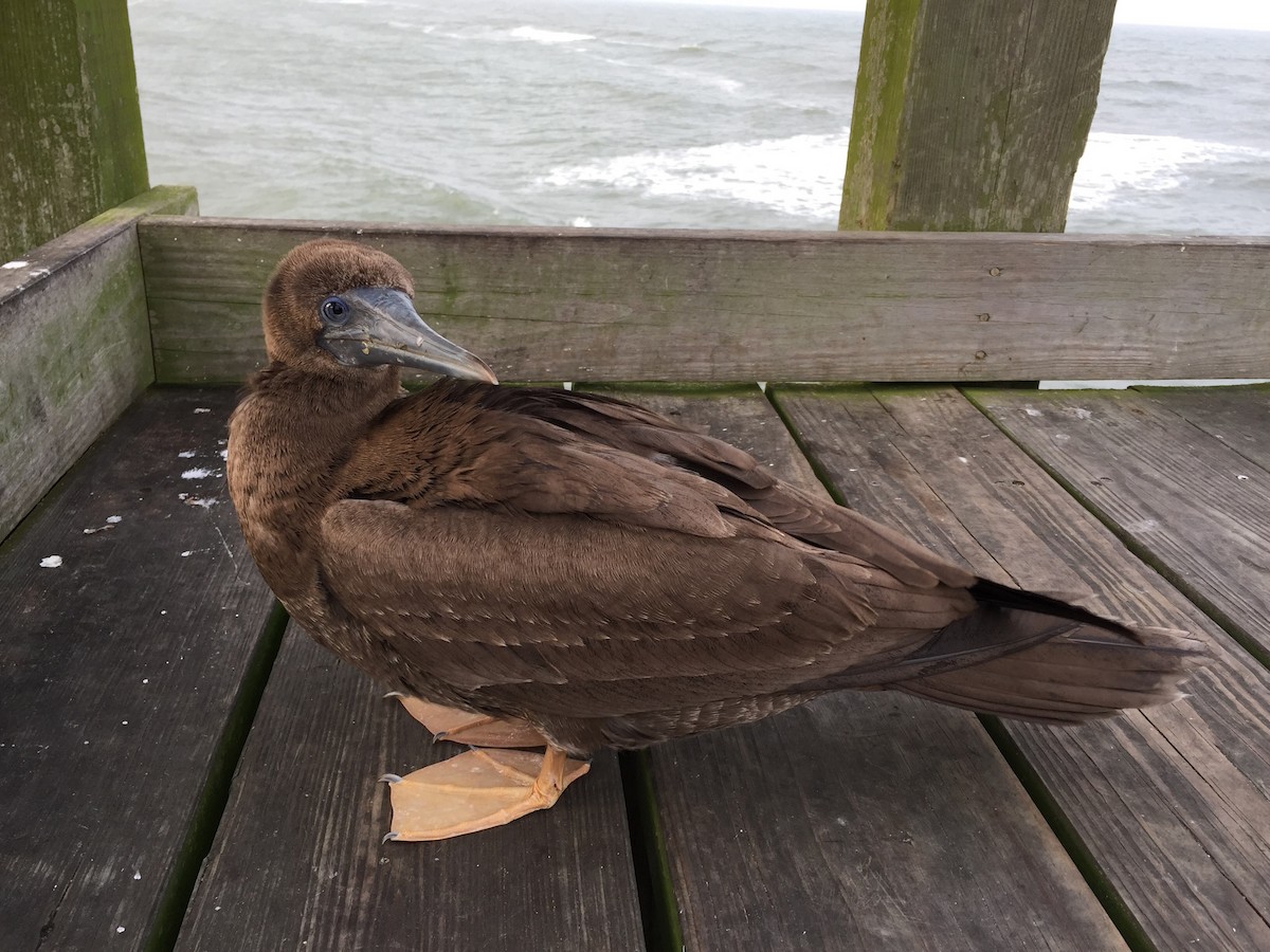 Brown Booby - ML133624591
