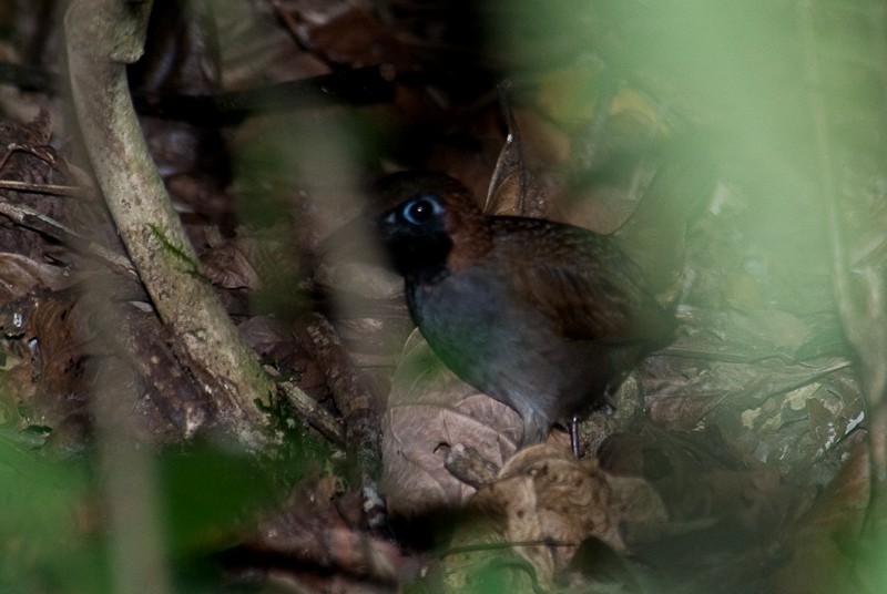 Black-faced Antthrush - ML133625041