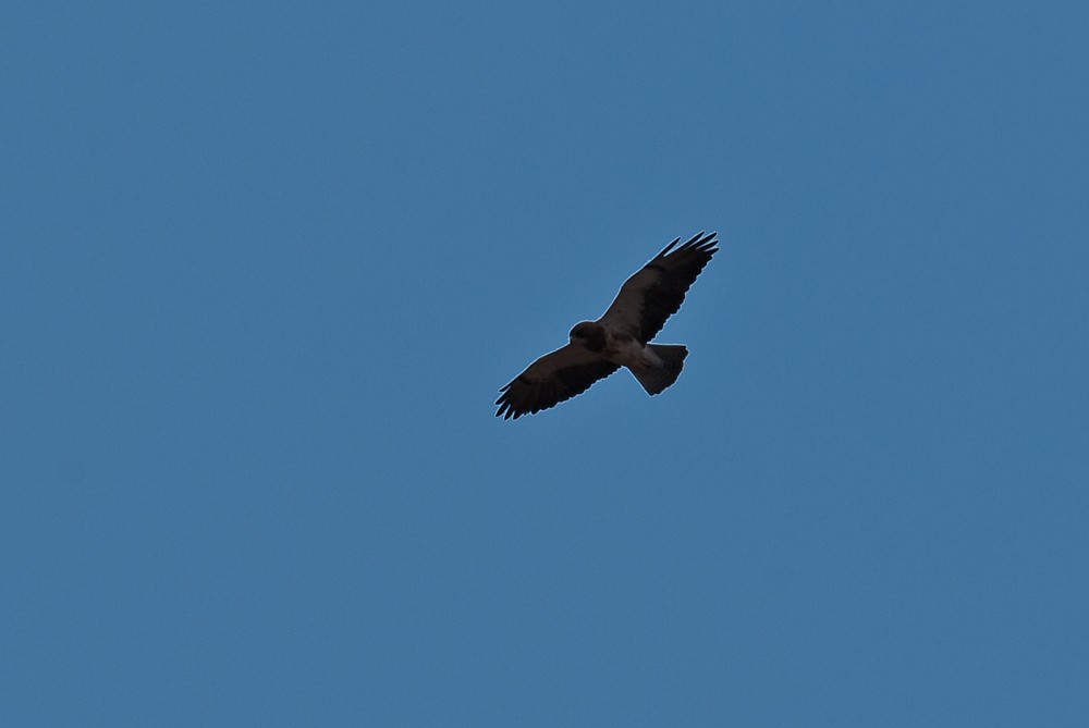 Swainson's Hawk - Stephen Davies