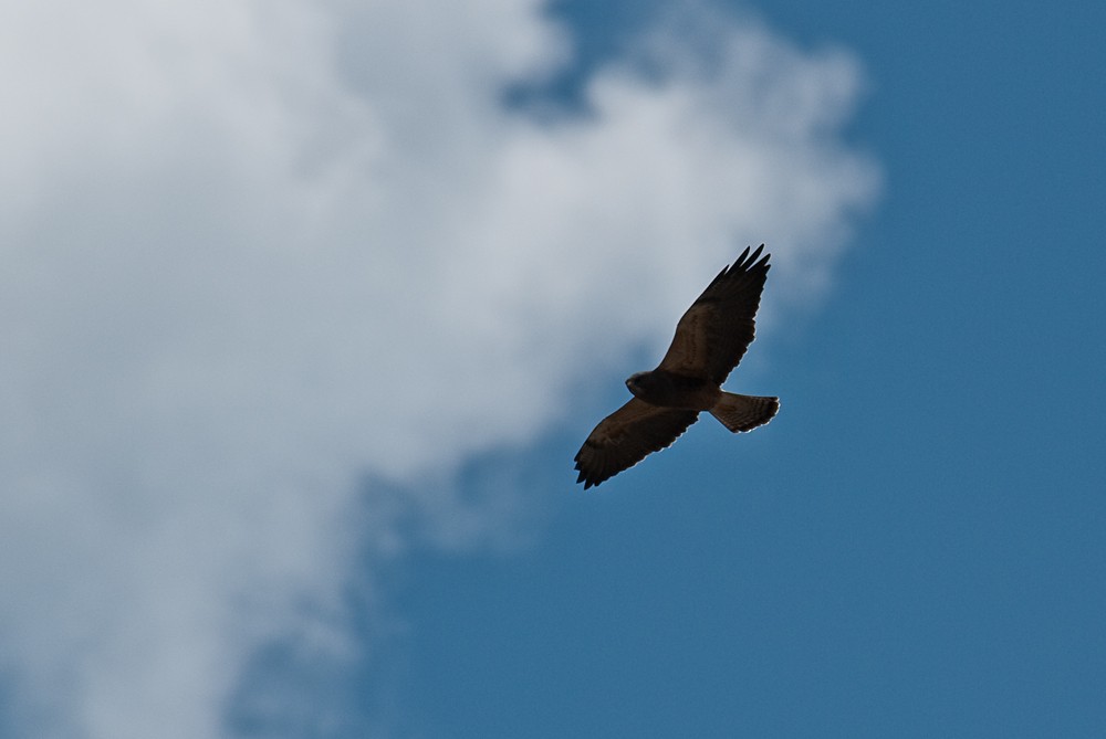 Swainson's Hawk - Stephen Davies