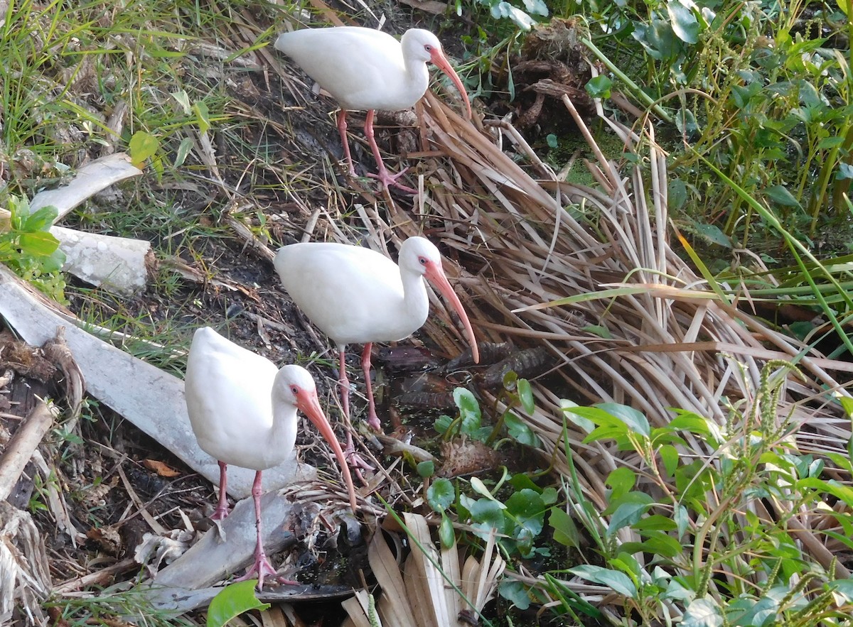 White Ibis - ML133626261