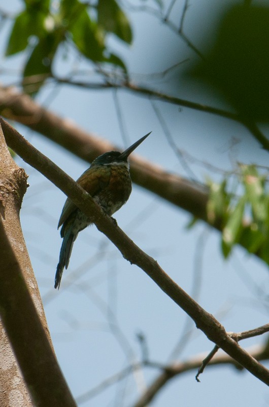 Purplish Jacamar - Stephen Davies