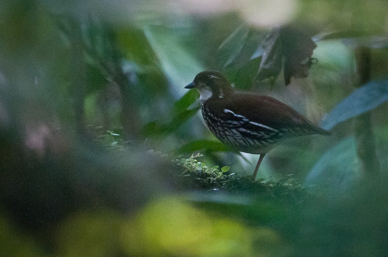 Striated Antthrush - ML133627741