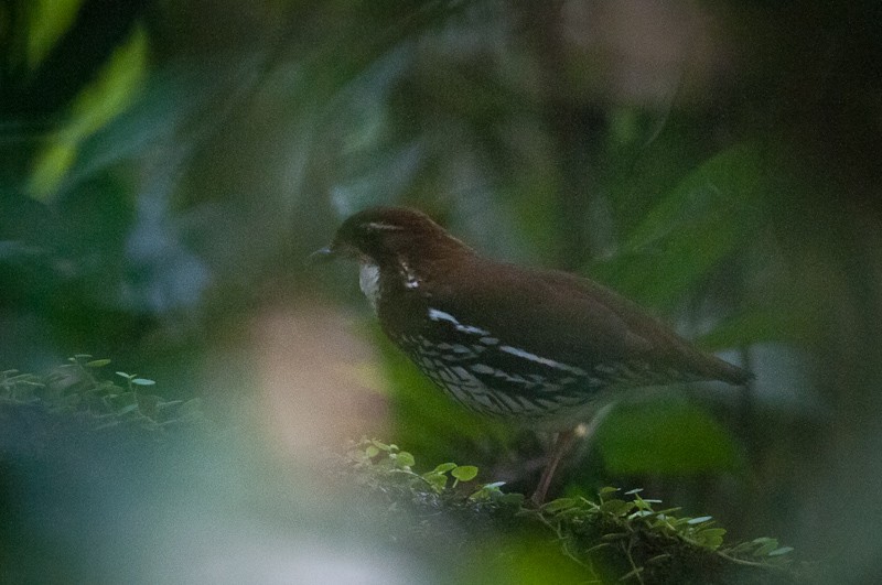 Striated Antthrush - ML133627751