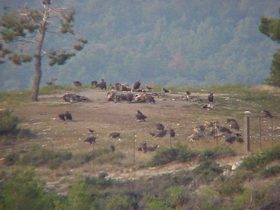 Cinereous Vulture - ML133628861