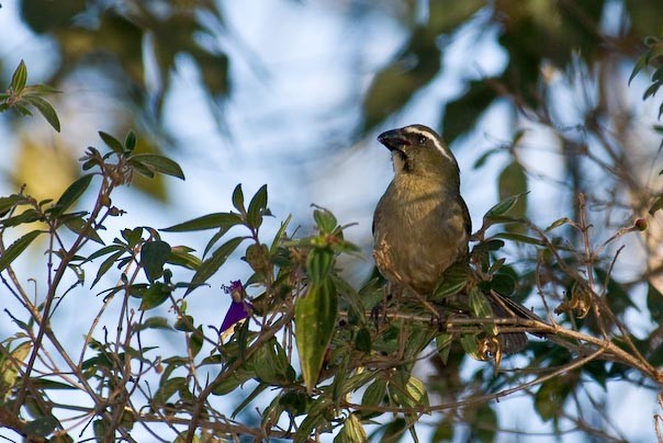 Thick-billed Saltator - Stephen Davies