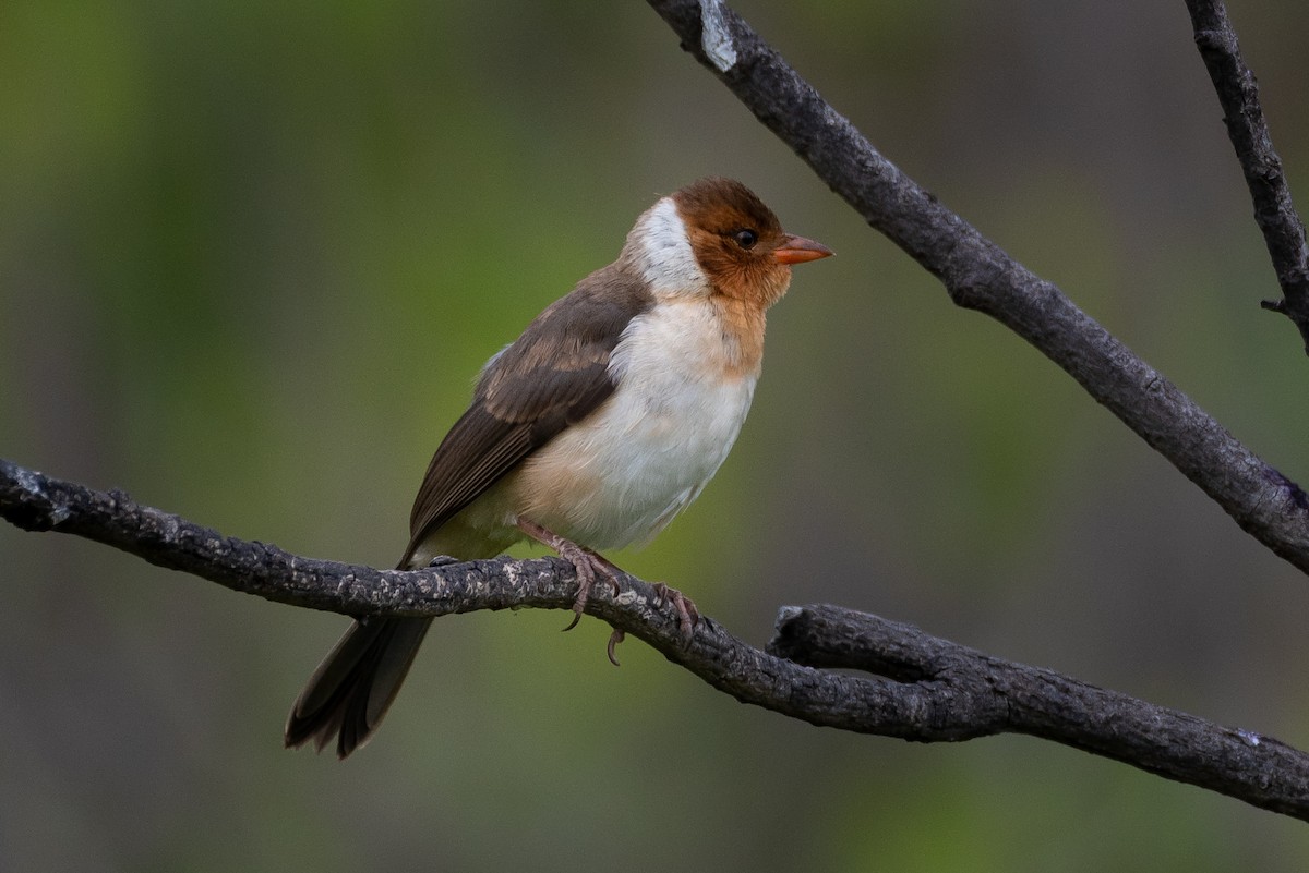 Yellow-billed Cardinal - Ron Ludekens