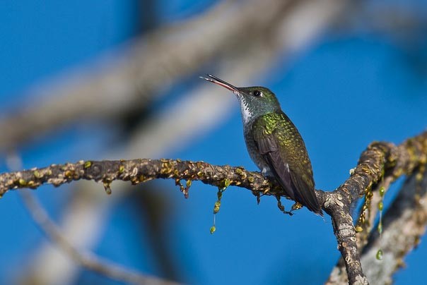 kolibřík pestrý - ML133629271