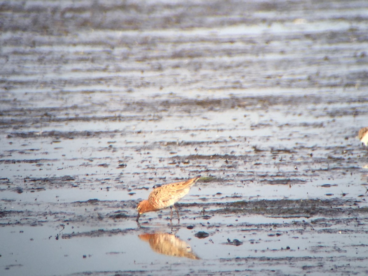 Curlew Sandpiper - ML133629331