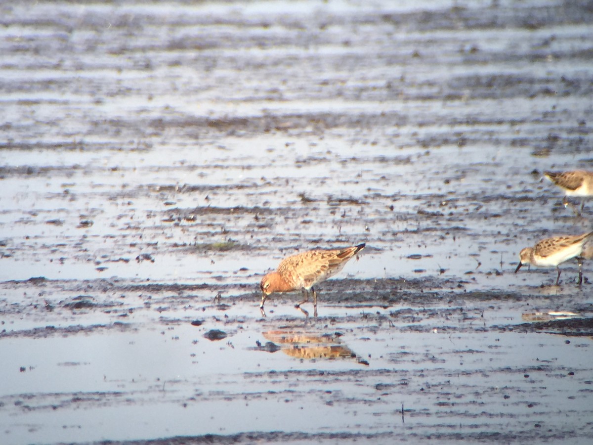 Curlew Sandpiper - ML133629381