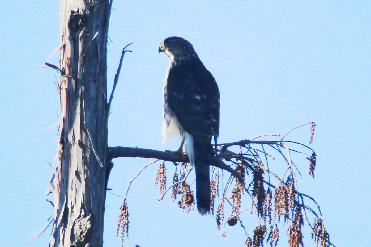 Cooper's Hawk - ML133629731