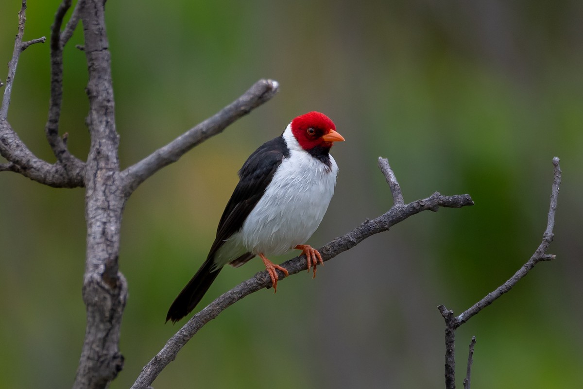 Yellow-billed Cardinal - Ron Ludekens