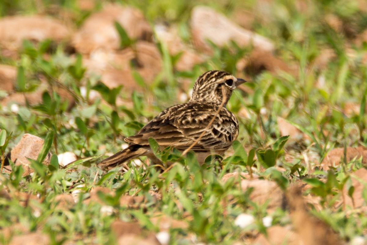 Oriental Skylark - ML133630151